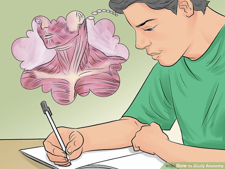 How to study anatomy for art